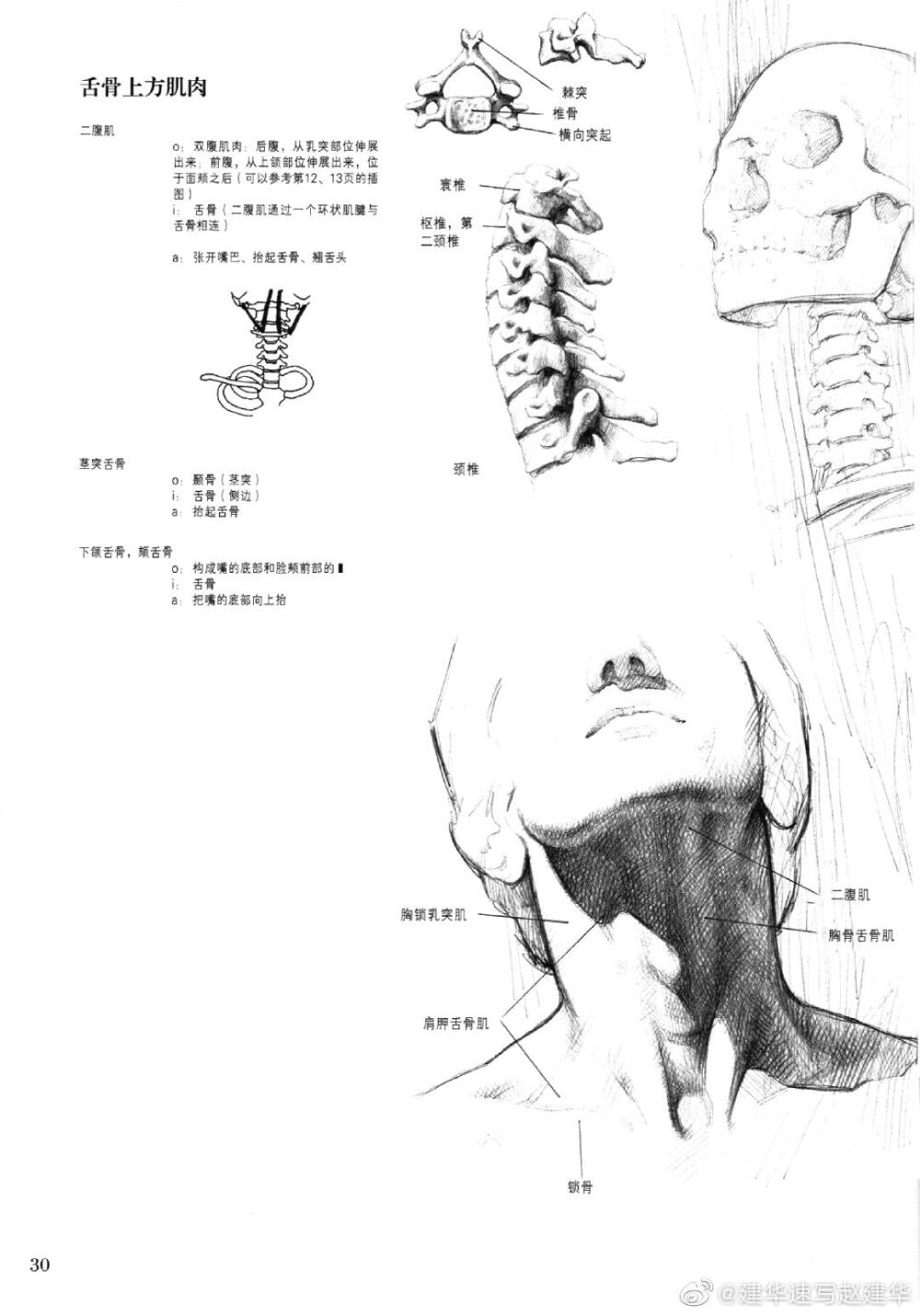 人体解剖与素描头部解析。
via 建华速写赵建华 ​