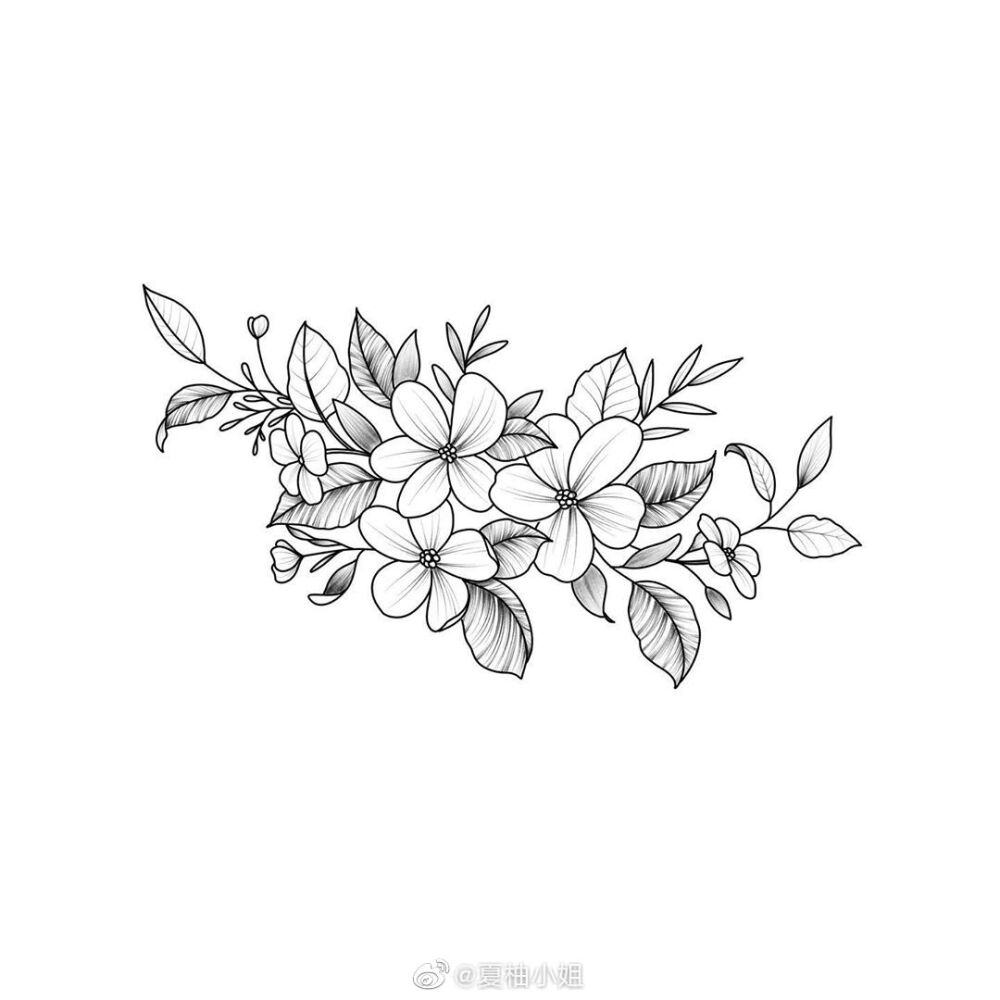 黑白线条精致画植物图片
