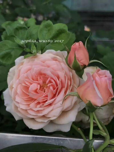 花