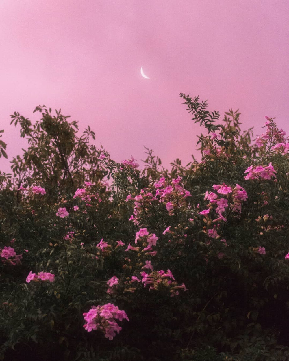 pinkworld少女心梦幻朋友圈壁纸背景图