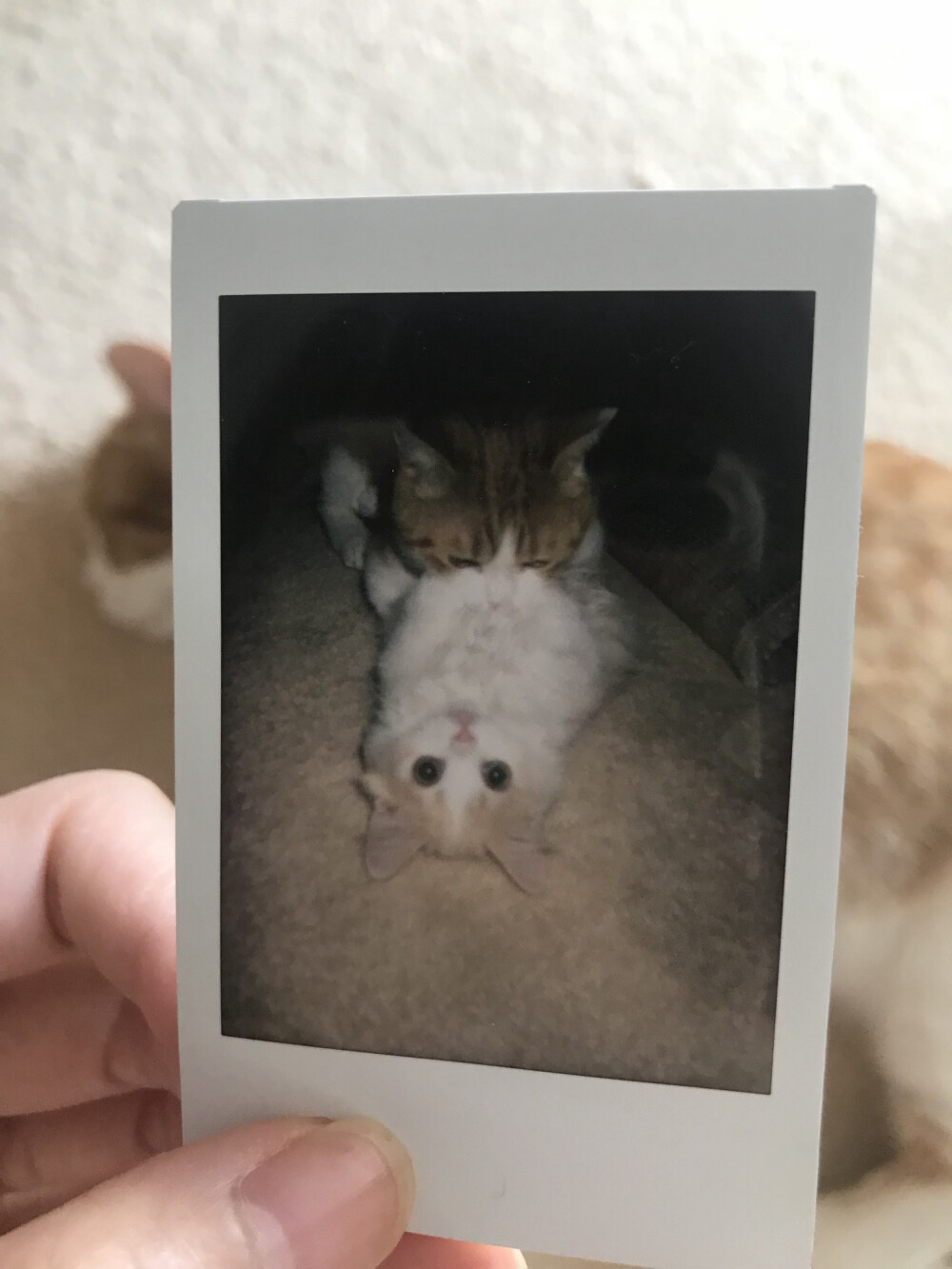 年糕&陈皮 by花花与三猫