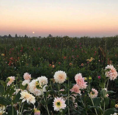 断肠草只要被抚摸过，它就一天天枯萎，最终死去。把这种植物带到阳光下，却不杀死它的办法是:一旦触摸了断肠草，同一个人就必须每天去触摸它，用饱含爱意的心，用对待心上人的心。
…