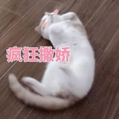 猫狗头像