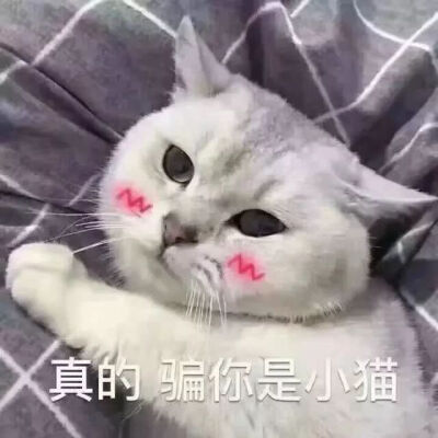 猫狗头像