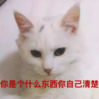 猫狗头像