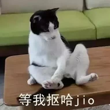 猫狗头像