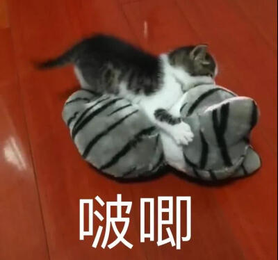 猫狗头像