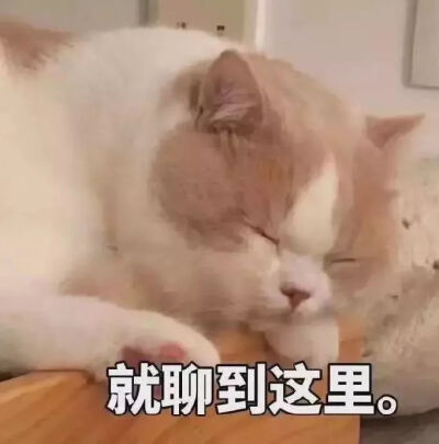 猫狗头像