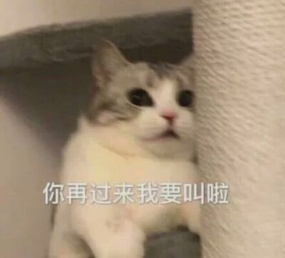 猫狗头像