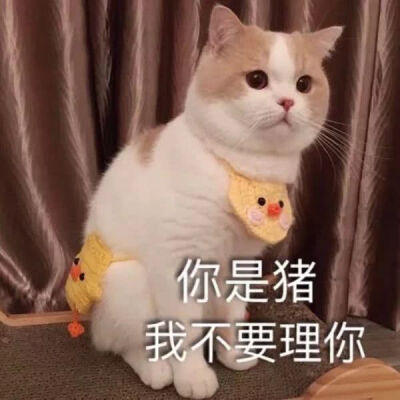 猫狗头像