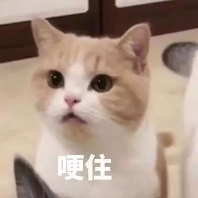 猫狗头像