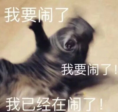 猫狗头像