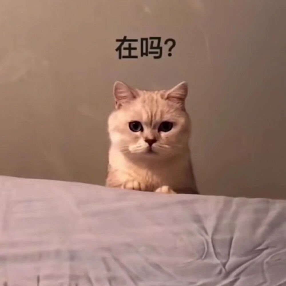 猫咪表情包