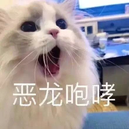 猫咪表情包