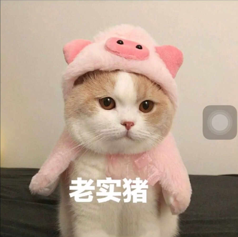 猫咪表情包