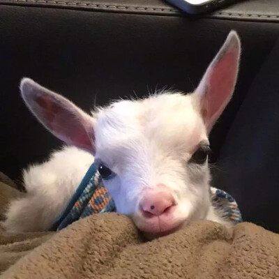 今天吃草了吗/可爱头像.