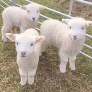 今天吃草了吗/可爱头像.