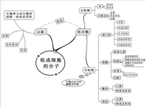 高中生物芝士体系˙Ⱉ˙ฅ