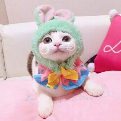 超可爱猫咪情头qaq＿dt樊波波