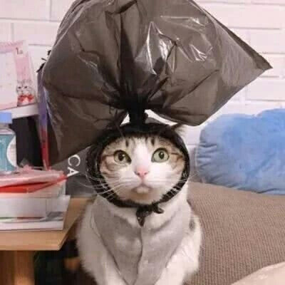 超可爱猫咪情头qaq＿dt樊波波