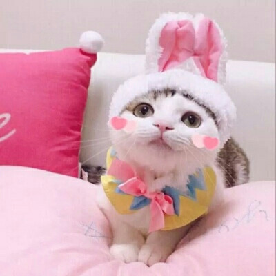 超可爱猫咪情头qaq＿dt樊波波