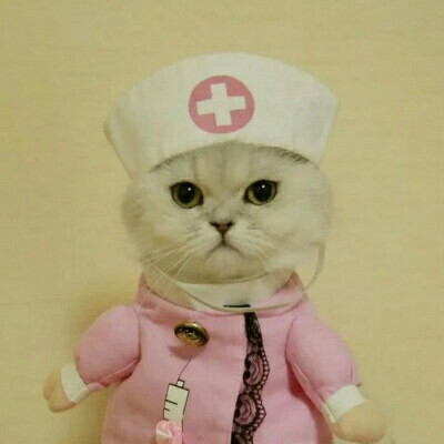 超可爱猫咪情头qaq＿dt樊波波