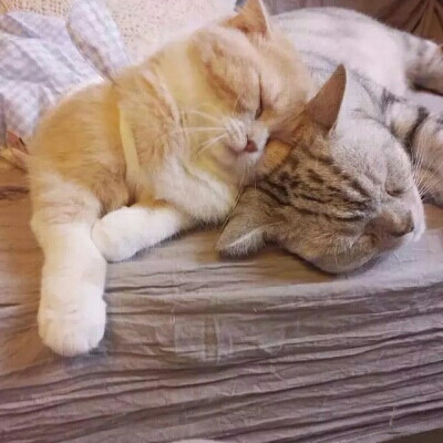 超可爱猫咪情头qaq＿dt樊波波