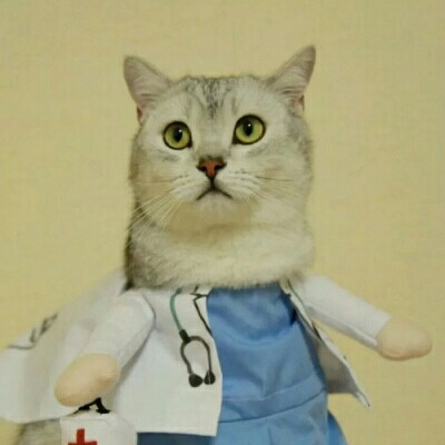 超可爱猫咪情头qaq＿dt樊波波