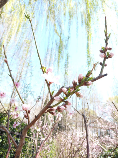 大明湖的姹紫嫣红