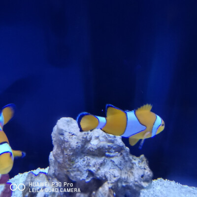 水族馆 海洋动物 鱼 海底