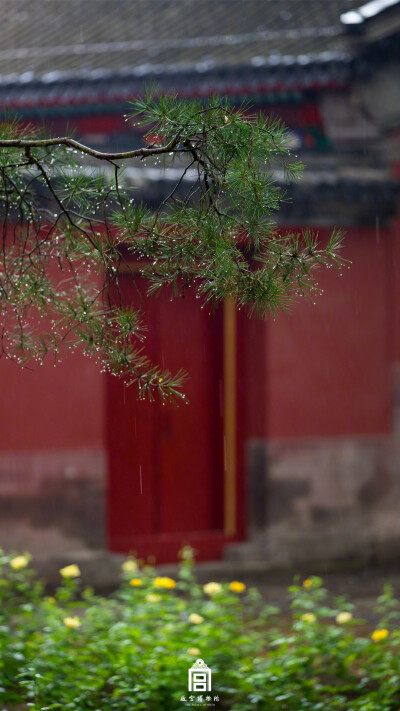 紫禁城【己亥•秋雨】“雨湿松枝细细香” 照片取自@故宫博物院