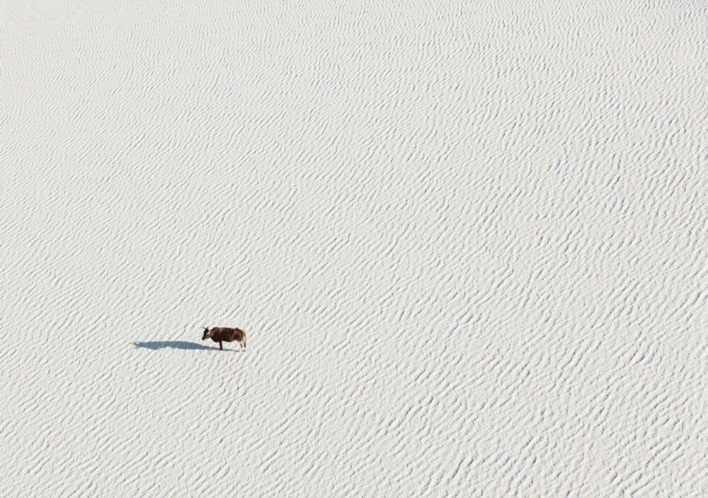 博茨瓦纳的野生动物｜Zack Seckler