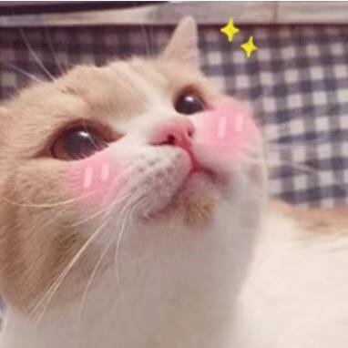 猫咪表情包