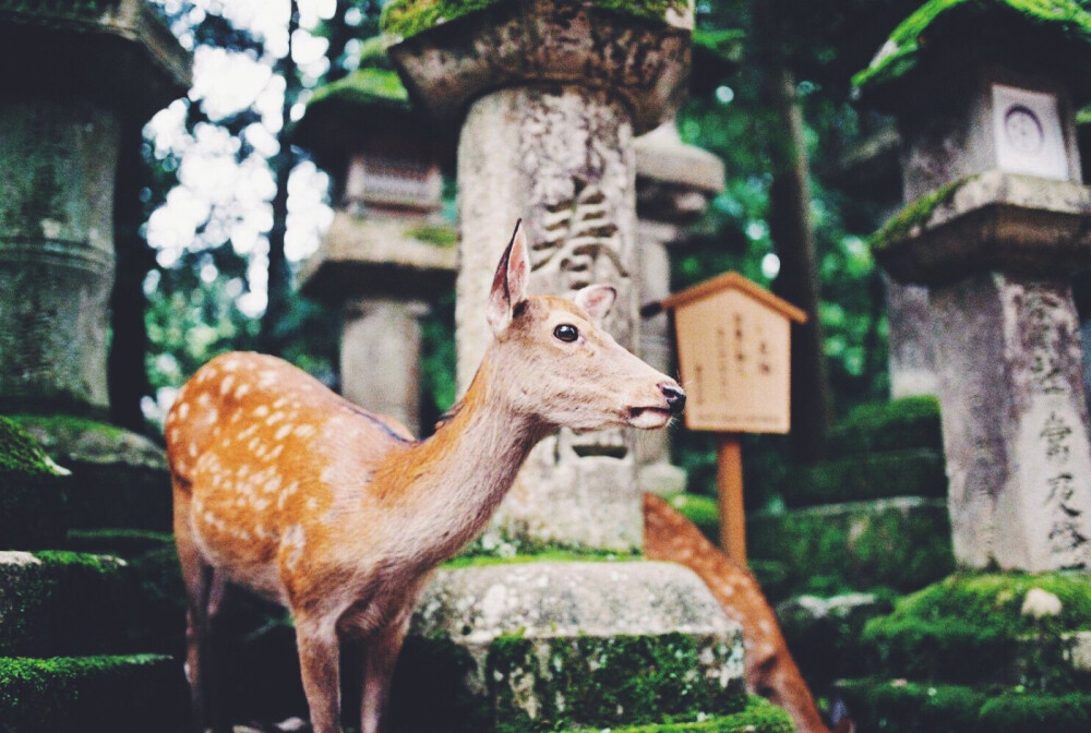 奈良神鹿