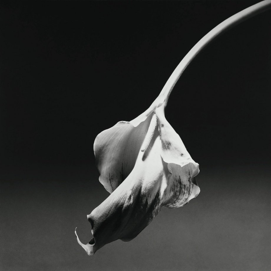 静物.花
摄影人：Robert Mapplethorpe ​​​