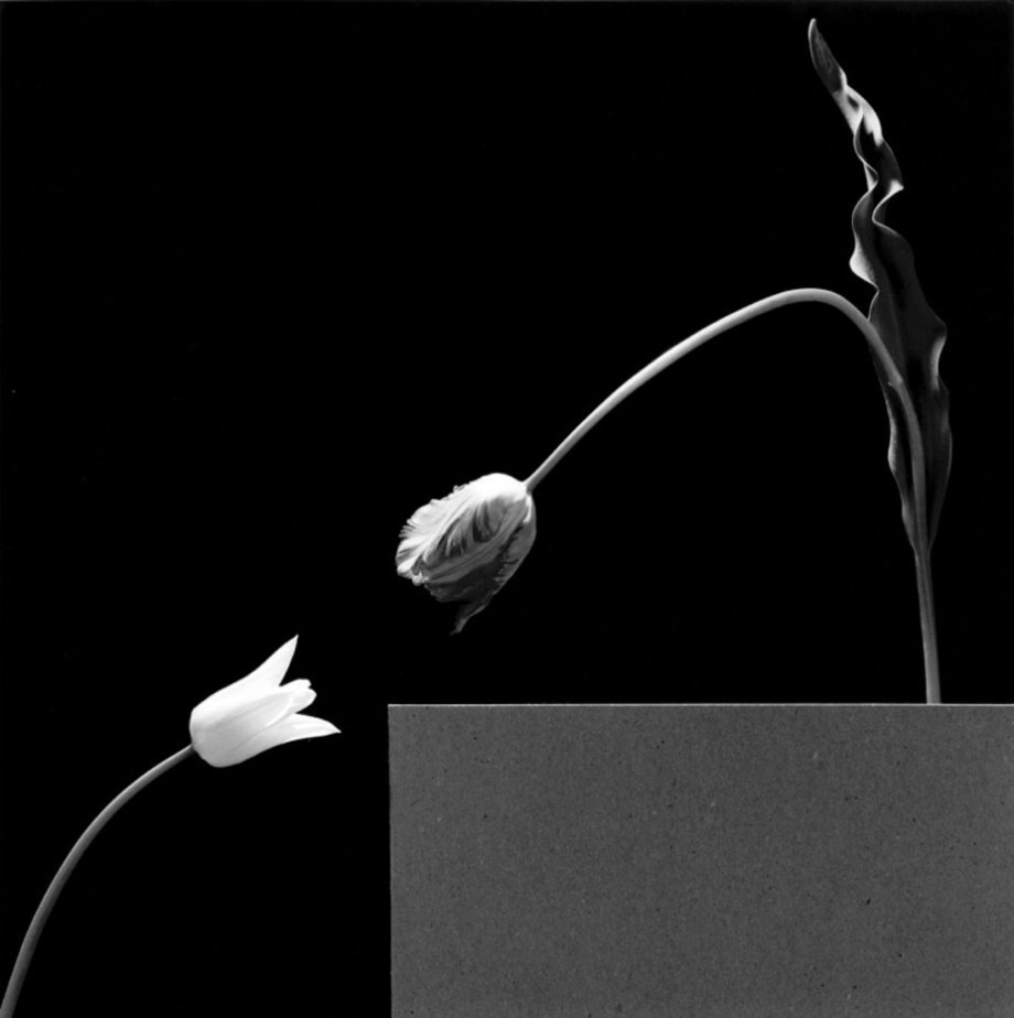 静物.花
摄影人：Robert Mapplethorpe ​​​