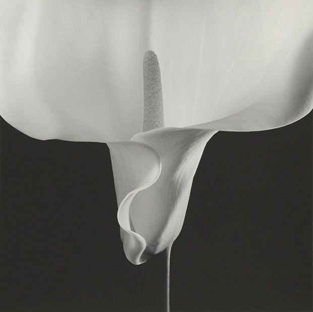 静物.花
摄影人：Robert Mapplethorpe ​​​