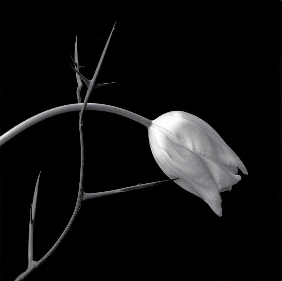 静物.花
摄影人：Robert Mapplethorpe ​​​