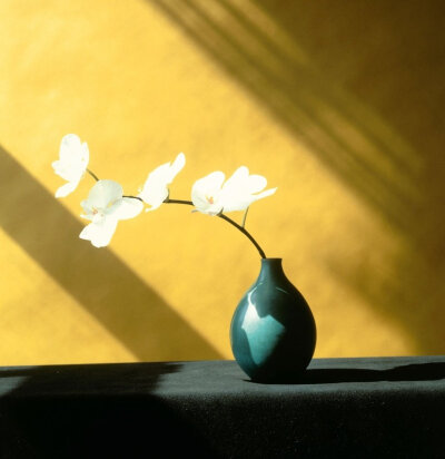 静物.花
摄影人：Robert Mapplethorpe ???