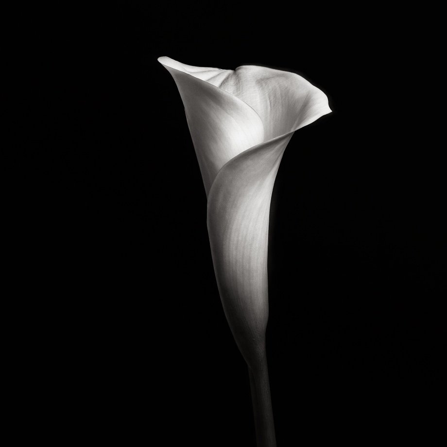 静物.花
摄影人：Robert Mapplethorpe ​​​