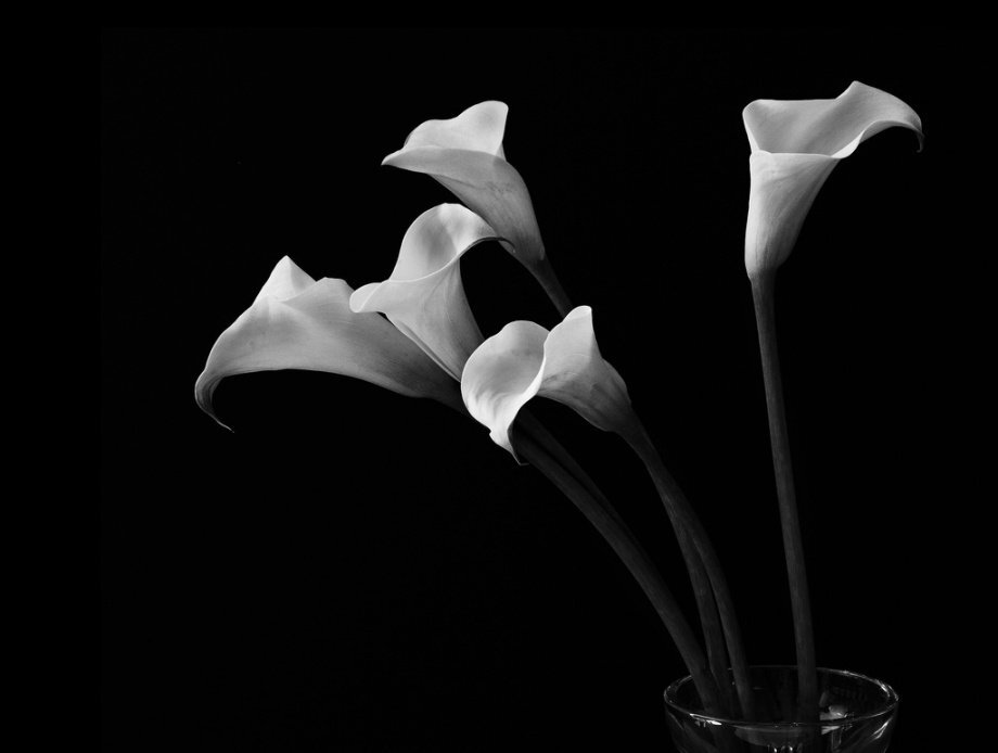 静物.花
摄影人：Robert Mapplethorpe ​​​