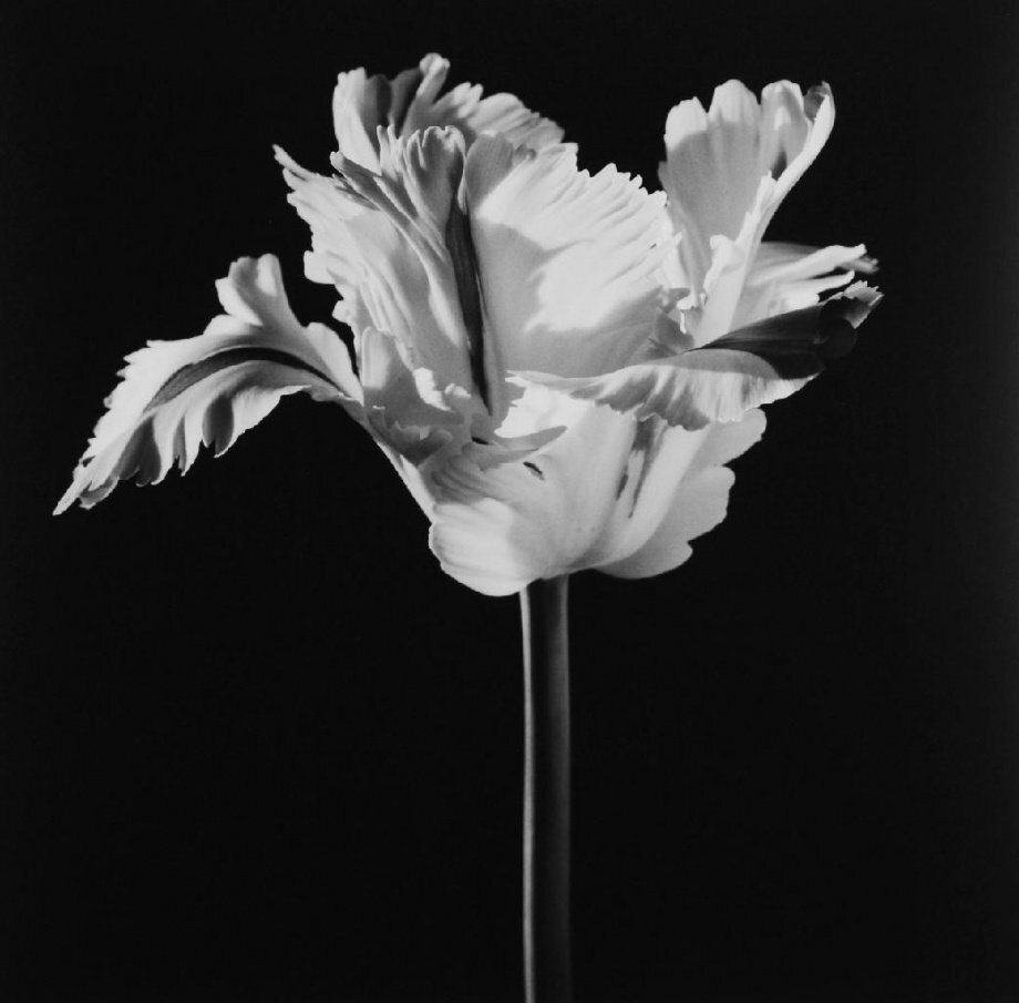 静物.花
摄影人：Robert Mapplethorpe ​​​