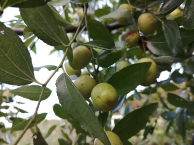 邻居家的枣
什么神仙邻居，嘻嘻嘻