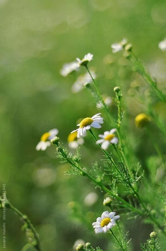 雏菊