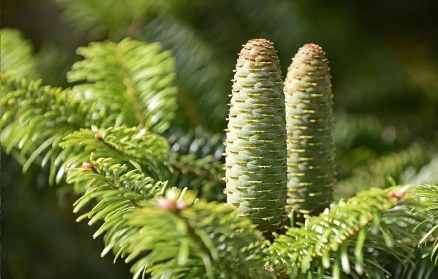 百山祖冷杉——世界最濒危的12种植物之一，现仅存3株，见到是福