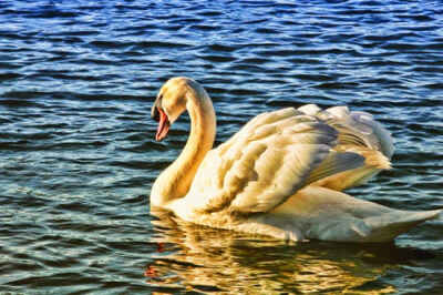 swan