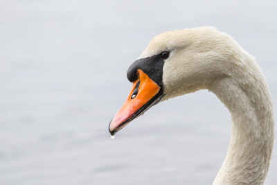 swan