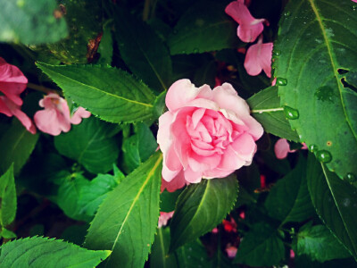 雨后蔷薇