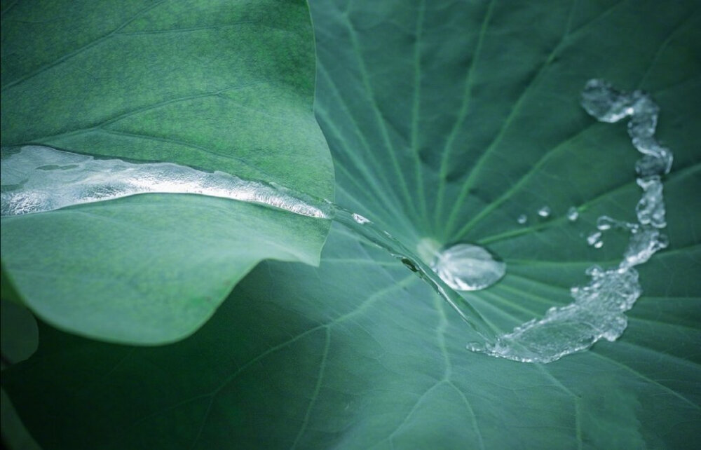 接天莲叶无穷碧，夏天的荷，嬉戏着水珠，显得那么活泼可爱…