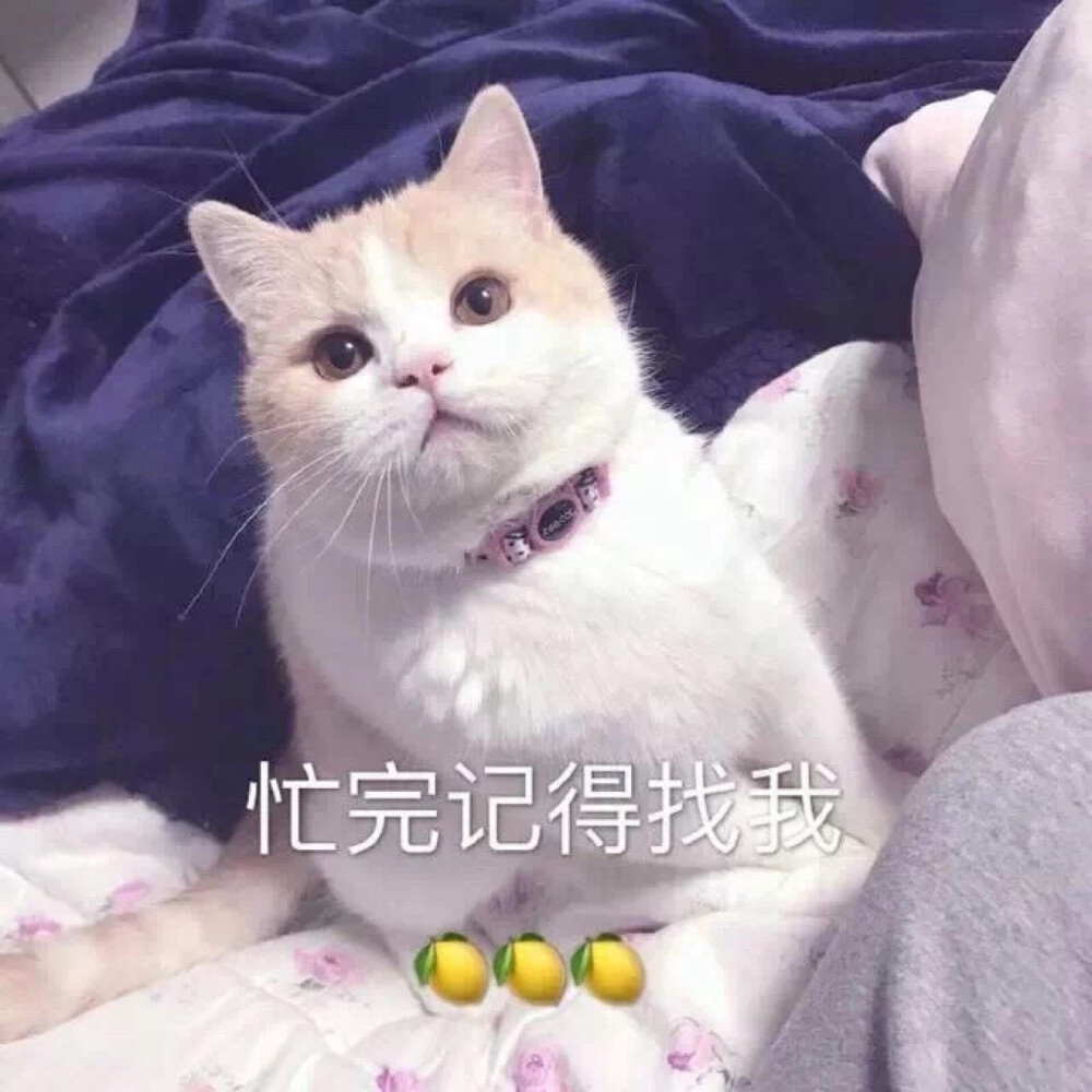 萌宠 萌娃 女生遮脸 头像